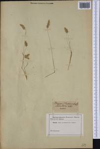 Agrostis subspicata (Willd.) Raspail, Западная Европа (EUR) (Неизвестно)