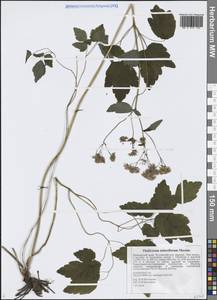 Василисник клубненосный Maxim., Сибирь, Дальний Восток (S6) (Россия)