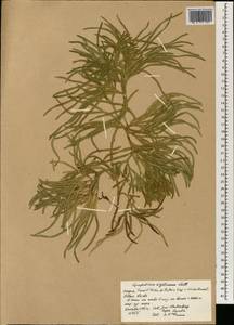 Diphasiastrum wightianum (Wall. ex Hook. & Grev.) Holub, Зарубежная Азия (ASIA) (Индия)