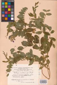 Lathyrus japonicus var. maritimus (L.) J.T.Kartesz & Gandhi, Восточная Европа, Литва (E2a) (Литва)