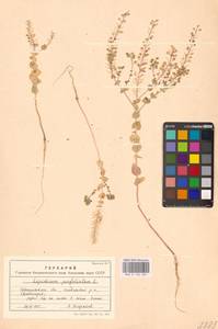 Клоповник пронзеннолистный L., Восточная Европа, Южно-Украинский район (E12) (Украина)