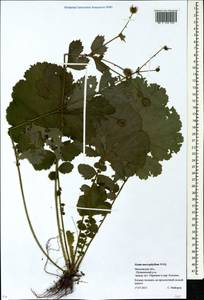 Гравилат крупнолистный Willd., Восточная Европа, Московская область и Москва (E4a) (Россия)