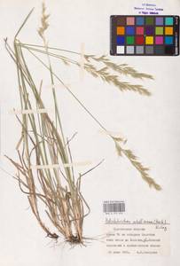 Helictochloa hookeri (Scribn.) Romero Zarco, Восточная Европа (без точных пунктов) (E0)