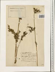 Гирча тминолистная (L.) L., Восточная Европа, Московская область и Москва (E4a) (Россия)