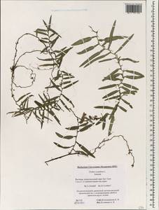 Pothos scandens L., Зарубежная Азия (ASIA) (Вьетнам)