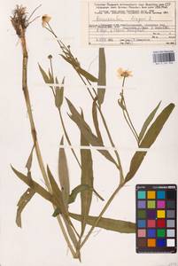 Лютик длиннолистный L., Восточная Европа, Северный район (E1) (Россия)