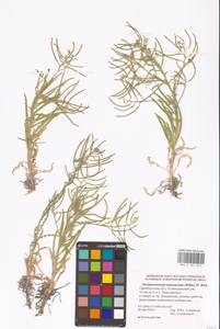 Стеригма каспийская (Lam.) Kuntze, Восточная Европа, Восточный район (E10) (Россия)