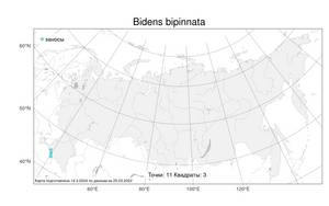 Bidens bipinnata, Череда дваждыперистая L., Атлас флоры России (FLORUS) (Россия)