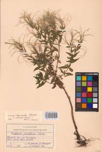 Epilobium adenocaulon × collinum, Восточная Европа, Западный район (E3) (Россия)