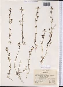 Collinsia sparsiflora Fisch. & Mey., Америка (AMER) (США)