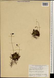 Corallodiscus lanuginosus (Wall. ex R. Brown) B.L. Burtt, Зарубежная Азия (ASIA) (КНР)