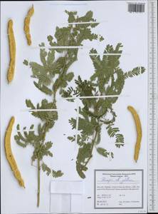 Prosopis juliflora (Sw.)DC., Зарубежная Азия (ASIA) (Иран)