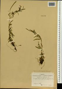 Кипрей болотный L., Монголия (MONG) (Монголия)