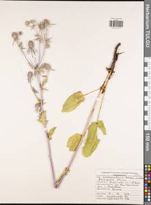 Синеголовник плосколистный L., Восточная Европа, Центральный район (E4) (Россия)