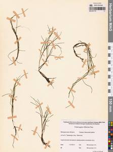 Штукения нитевидная, Рдест нитевидный (Pers.) Börner, Сибирь, Чукотка и Камчатка (S7) (Россия)
