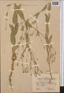 Gypsophila vaccaria (L.) Sm., Средняя Азия и Казахстан, Западный Тянь-Шань и Каратау (M3) (Узбекистан)