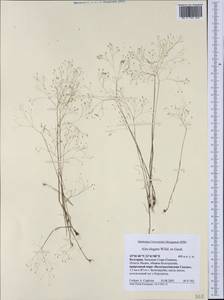 Аира элегантная Willd. ex Roem. & Schult., Западная Европа (EUR) (Болгария)