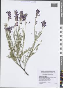 Копеечник меловой Fisch. ex DC., Восточная Европа, Нижневолжский район (E9) (Россия)