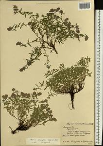 Thymus × dimorphus Klokov & Des.-Shost., Восточная Европа, Центральный лесостепной район (E6) (Россия)