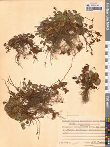 Фиалка сахалинская H.Boissieu, Сибирь, Чукотка и Камчатка (S7) (Россия)