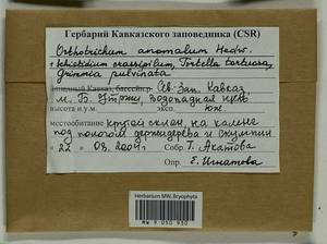 Orthotrichum anomalum Hedw., Гербарий мохообразных, Мхи - Северный Кавказ и Предкавказье (B12) (Россия)