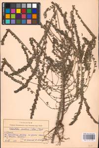 MHA 0 161 881, Зубчатка обыкновенная Moench, Восточная Европа, Западный район (E3) (Россия)