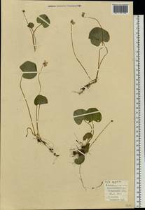 Фиалка лысая Ledeb., Восточная Европа, Северо-Западный район (E2) (Россия)