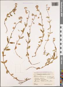 Солнцецвет монетолистный (L.) Mill., Кавказ, Грузия (K4) (Грузия)