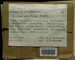 Mnium stellare Hedw., Гербарий мохообразных, Мхи - Северный Кавказ и Предкавказье (B12) (Россия)