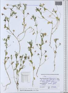 Vicia lentoides (Ten.) Coss. & Germ., Кавказ, Черноморское побережье (от Новороссийска до Адлера) (K3) (Россия)