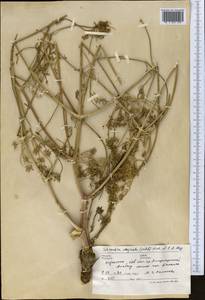 Шренкия влагалищная (Ledeb.) Fisch. & C.A.Mey., Средняя Азия и Казахстан, Джунгарский Алатау и Тарбагатай (M5) (Казахстан)