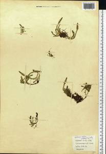 Плаунок плаунковидный (L.) P.Beauv. ex Mart. & Schrank, Восточная Европа, Северный район (E1) (Россия)