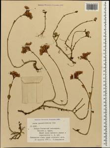 Phedimus spurius subsp. oppositifolius (Sims) L. Gallo, Кавказ, Северная Осетия, Ингушетия и Чечня (K1c) (Россия)