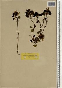 Lamium garganicum subsp. striatum (Sm.) Hayek, Зарубежная Азия (ASIA) (Турция)