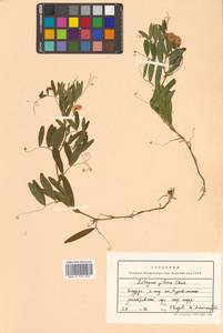 Lathyrus palustris subsp. palustris, Сибирь, Дальний Восток (S6) (Россия)