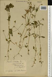 Фиалка трехцветная, Анютины глазки L., Восточная Европа, Восточный район (E10) (Россия)