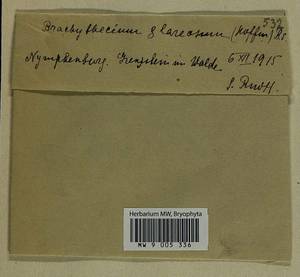 Brachythecium glareosum (Bruch ex Spruce) Schimp., Гербарий мохообразных, Мхи - Западная Европа (BEu) (Германия)