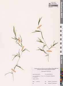 Рдест Фриза, Рдест Фриса Rupr., Сибирь, Чукотка и Камчатка (S7) (Россия)