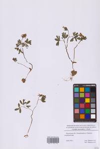 Хохлатка промежуточная, Хохлатка средняя (L.) Mérat, Восточная Европа, Московская область и Москва (E4a) (Россия)