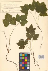 Костяника хмелелистная C.A.Mey., Восточная Европа, Северный район (E1) (Россия)