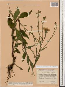 Centaurea phrygia subsp. salicifolia (M. Bieb. ex Willd.) Mikheev, Кавказ, Абхазия (K4a) (Абхазия)