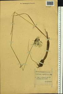 Пушица узколистная, Пушица многоколосковая Honck., Сибирь, Якутия (S5) (Россия)