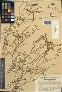 Vicia tenuifolia subsp. dalmatica (A.Kern.)Greuter, Западная Европа (EUR) (Хорватия)