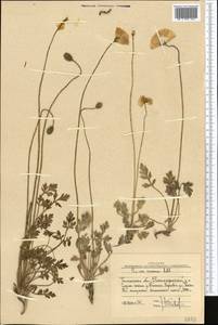 Мак оранжевый Ledeb., Средняя Азия и Казахстан, Западный Тянь-Шань и Каратау (M3) (Узбекистан)