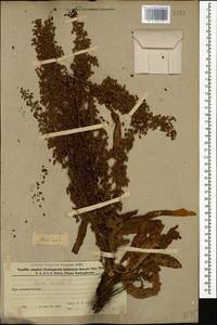 Щавель курчавый L., Кавказ, Азербайджан (K6) (Азербайджан)