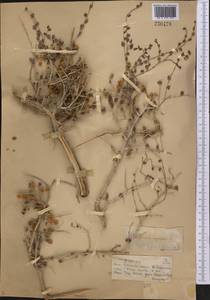 Курчавка шиповатая L., Средняя Азия и Казахстан, Муюнкумы, Прибалхашье и Бетпак-Дала (M9) (Казахстан)