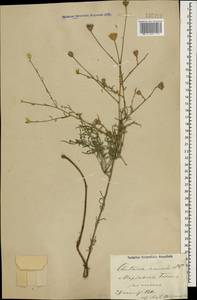 Василек песчаный M. Bieb. ex Willd., Кавказ, Азербайджан (K6) (Азербайджан)