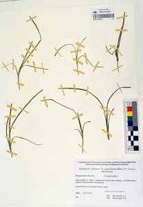 MAG 0003361, Sparganium × probatovae Tzvelev, Сибирь, Чукотка и Камчатка (S7) (Россия)