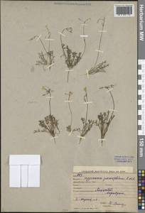 Гипекоум мелкоцветковый Kar. & Kir., Средняя Азия и Казахстан, Каракумы (M6) (Туркмения)