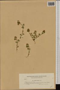 Trifolium sylvaticum Gerard, Западная Европа (EUR) (Болгария)